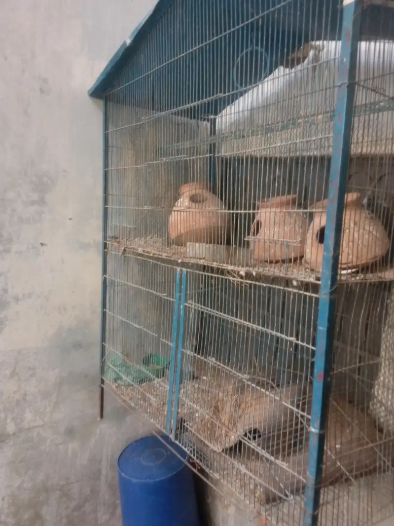 birds cage — photo 4