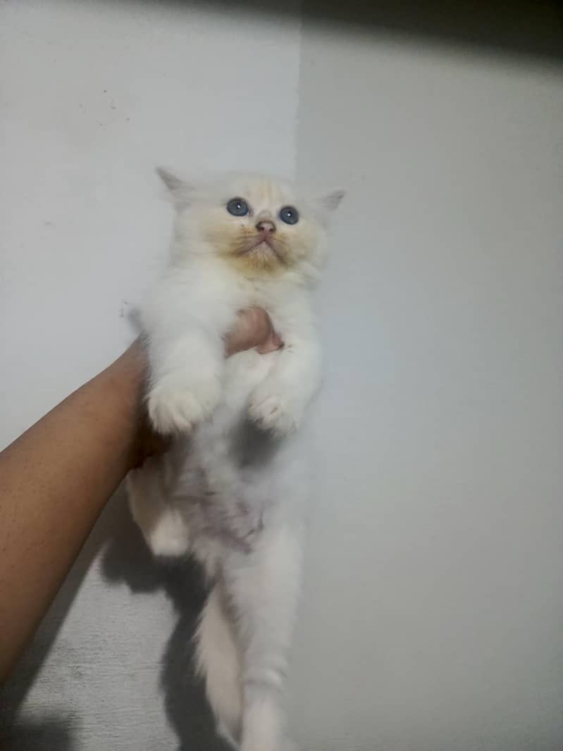 kittens 0