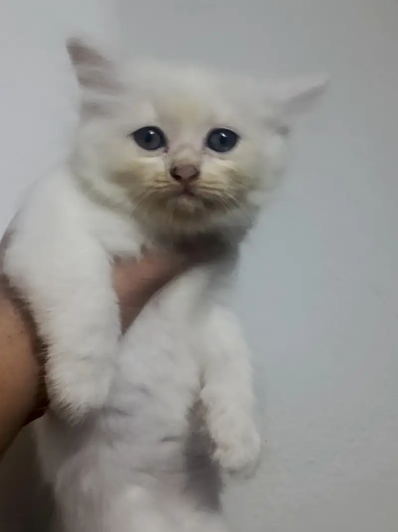 kittens — photo 2