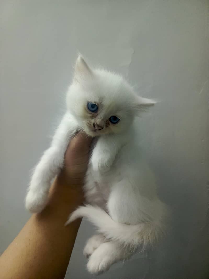 kittens 2