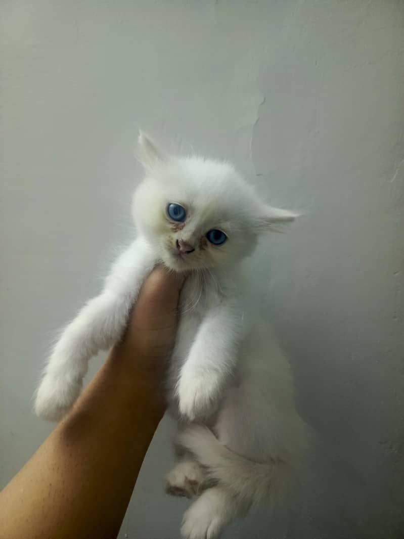 kittens 3
