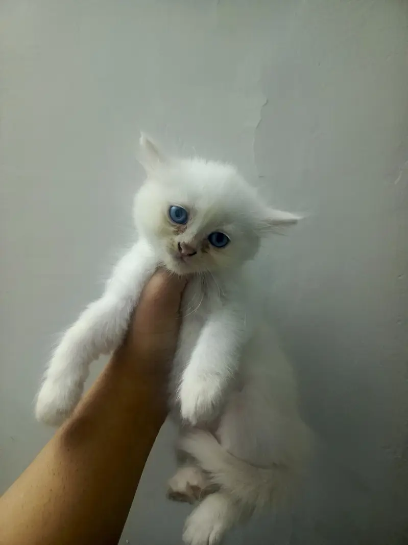 kittens — photo 4