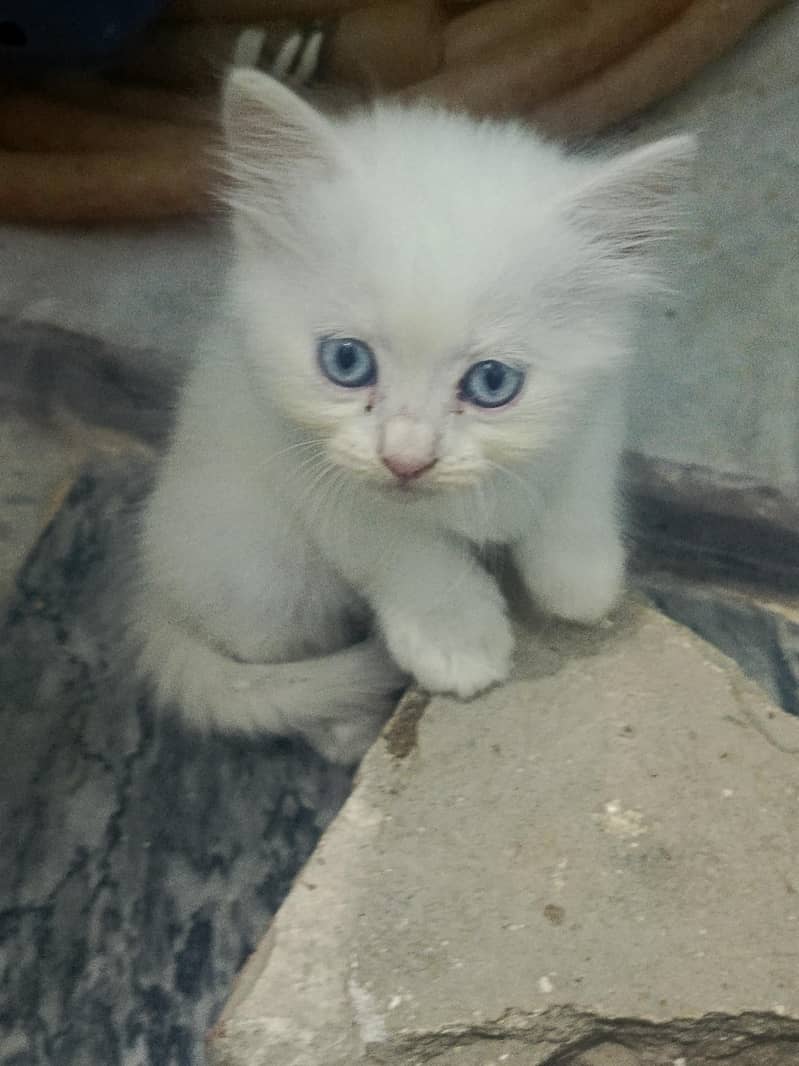 kittens 4
