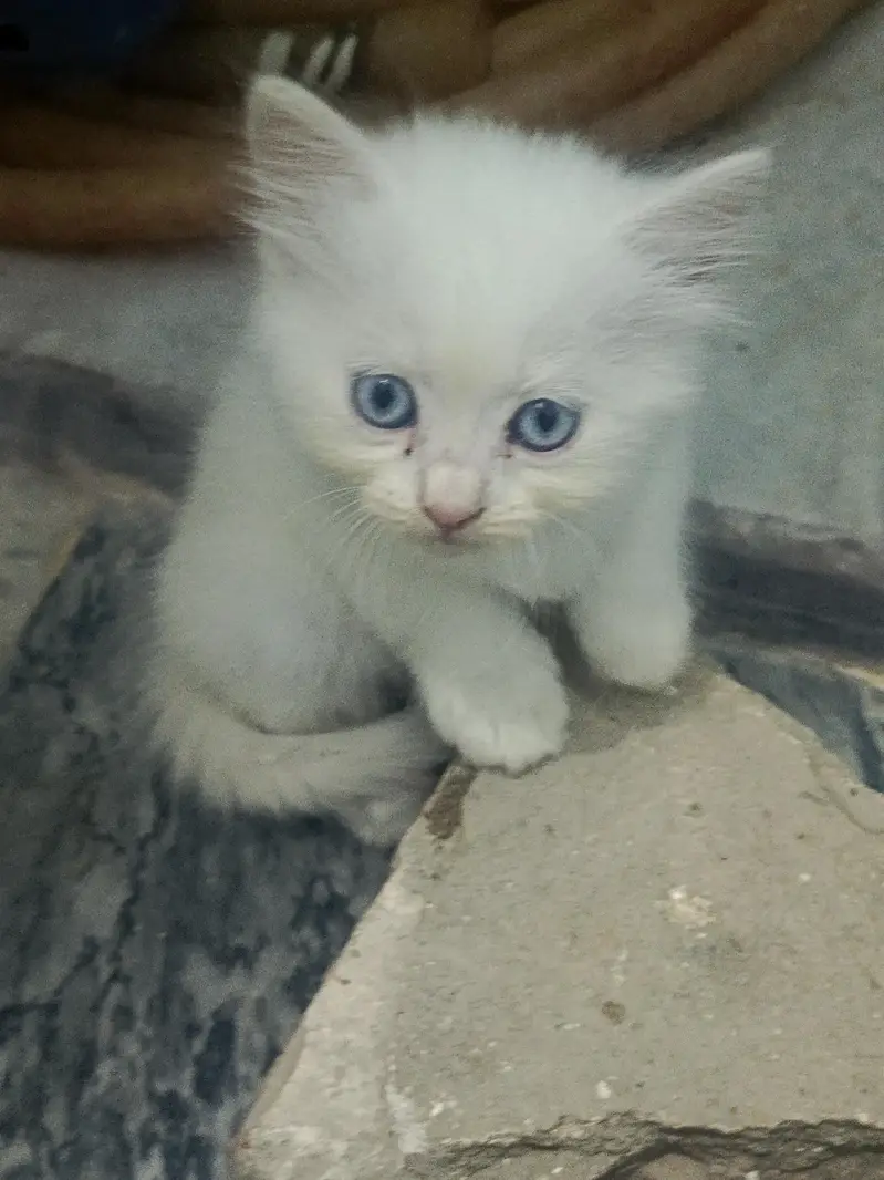 kittens — photo 5