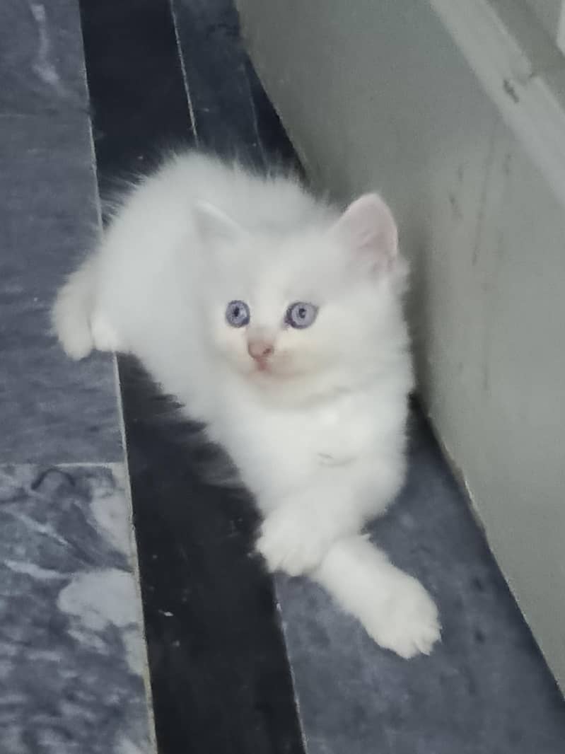kittens 5