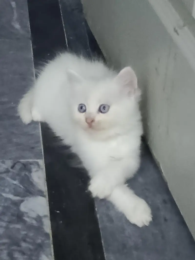 kittens — photo 6