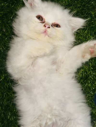 Triple coat | Punched Face | 45 days old | litter trained Kitten