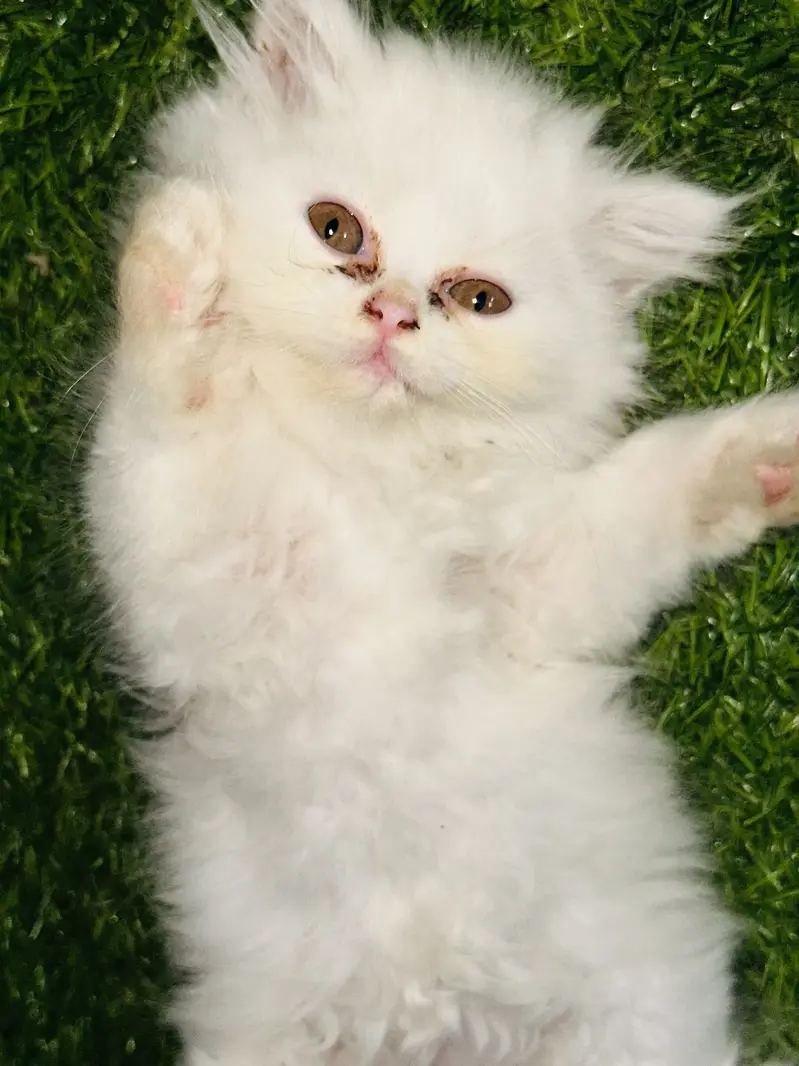 Triple coat | Punched Face | 45 days old | litter trained Kitten — photo 2