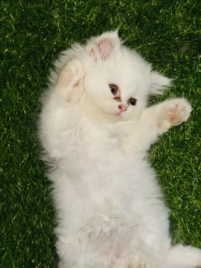 Triple coat | Punched Face | 45 days old | litter trained Kitten — photo 3