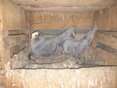 Mukhi breeder pairs