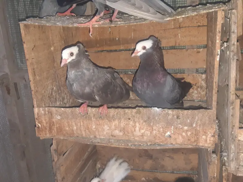 Mukhi breeder pairs — photo 2