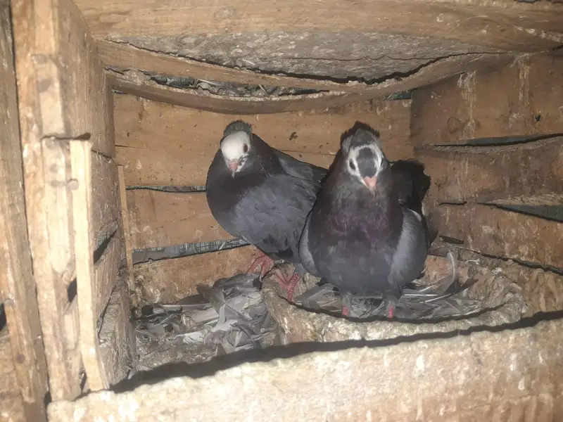 Mukhi breeder pairs — photo 3