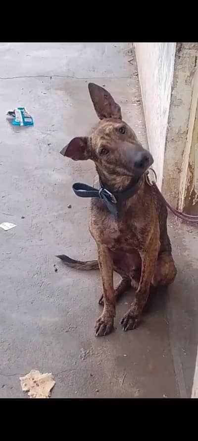 Raki Wala kota ha  bohat achi  raki karta ha