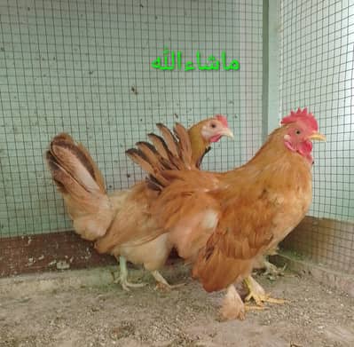 Fancy Hen Pair