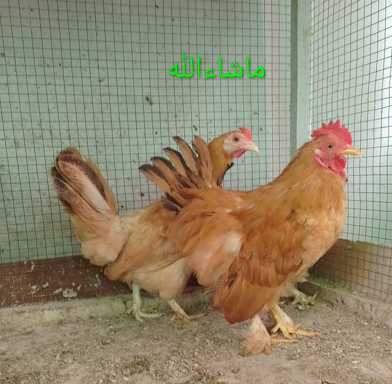 Fancy Hen Pair 0