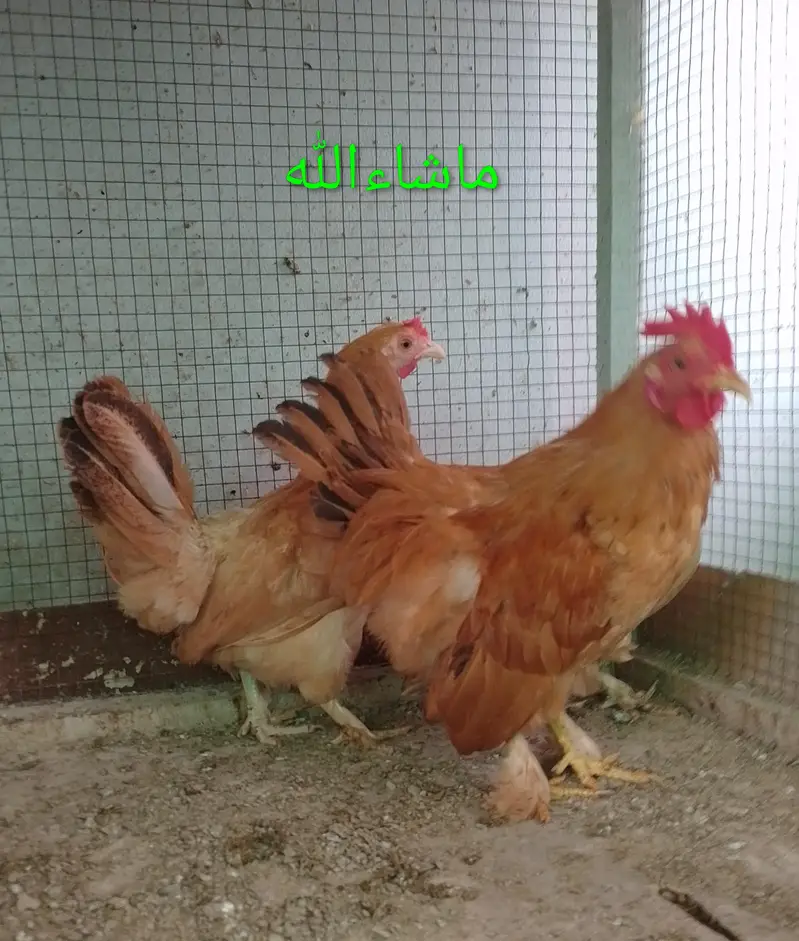Fancy Hen Pair — photo 2