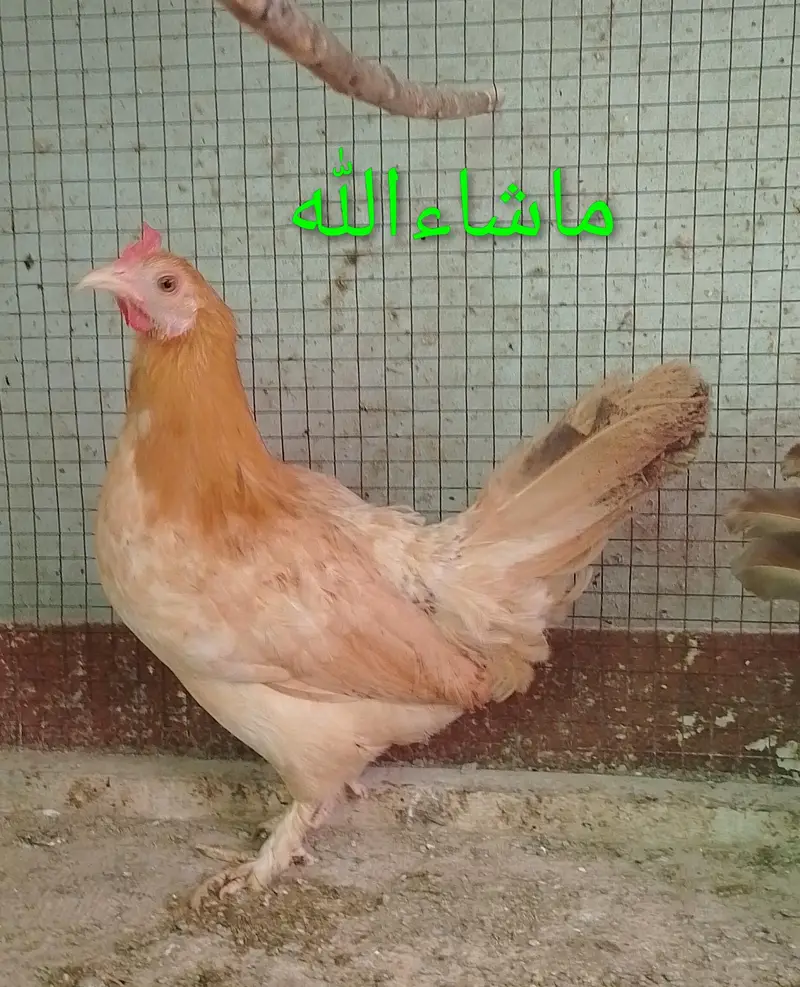 Fancy Hen Pair — photo 3