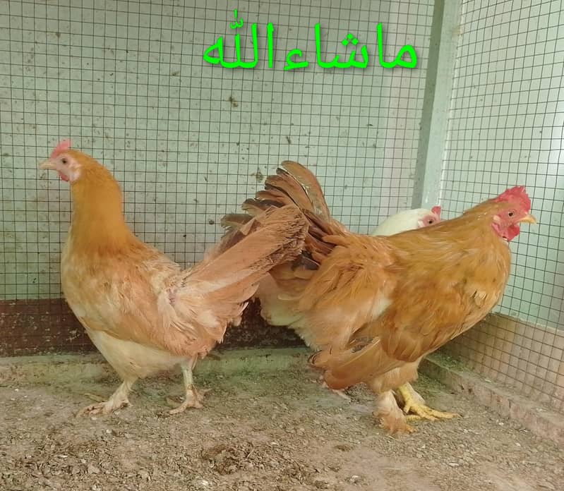 Fancy Hen Pair 3