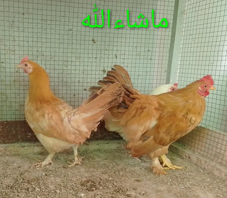 Fancy Hen Pair — photo 4