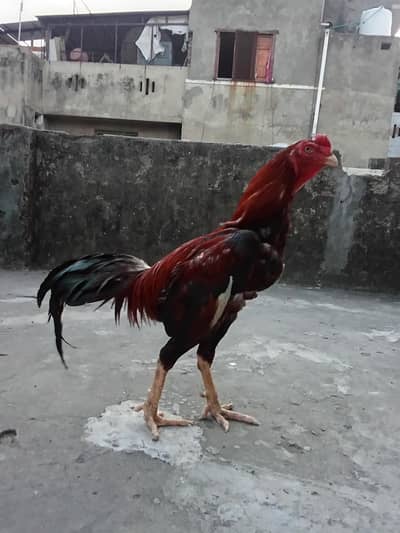 aseel
