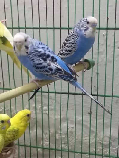 Australian Birds Breeder Pairs