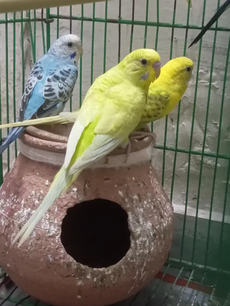 Australian Birds Breeder Pairs — photo 2