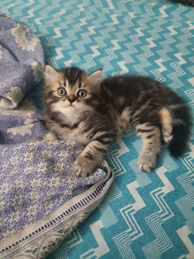 Persian kitten for sale