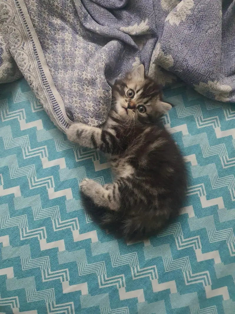 Persian kitten for sale — photo 2