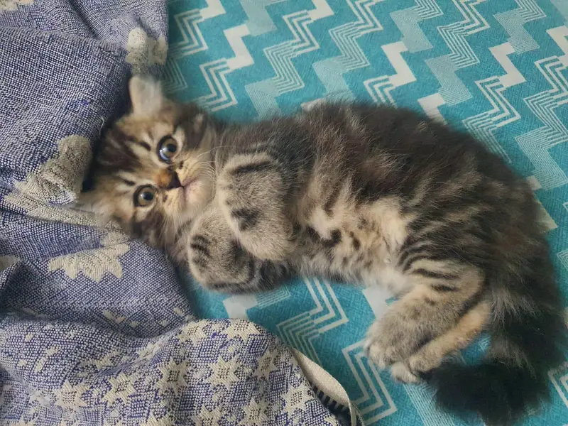 Persian kitten for sale — photo 3