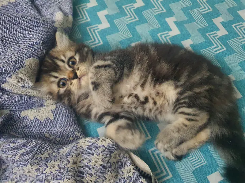 Persian kitten for sale — photo 4