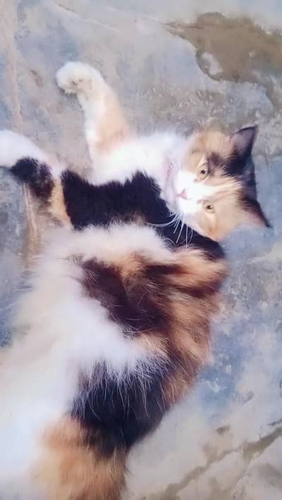 Persian
