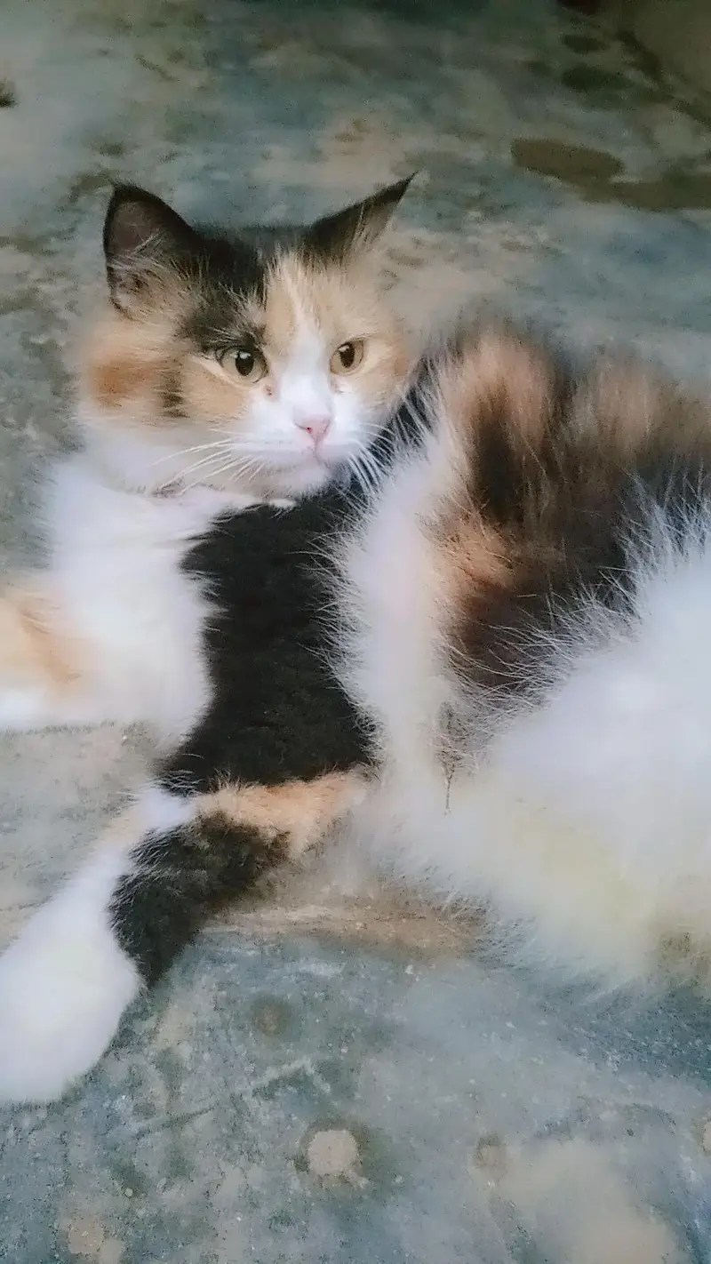 Persian — photo 2
