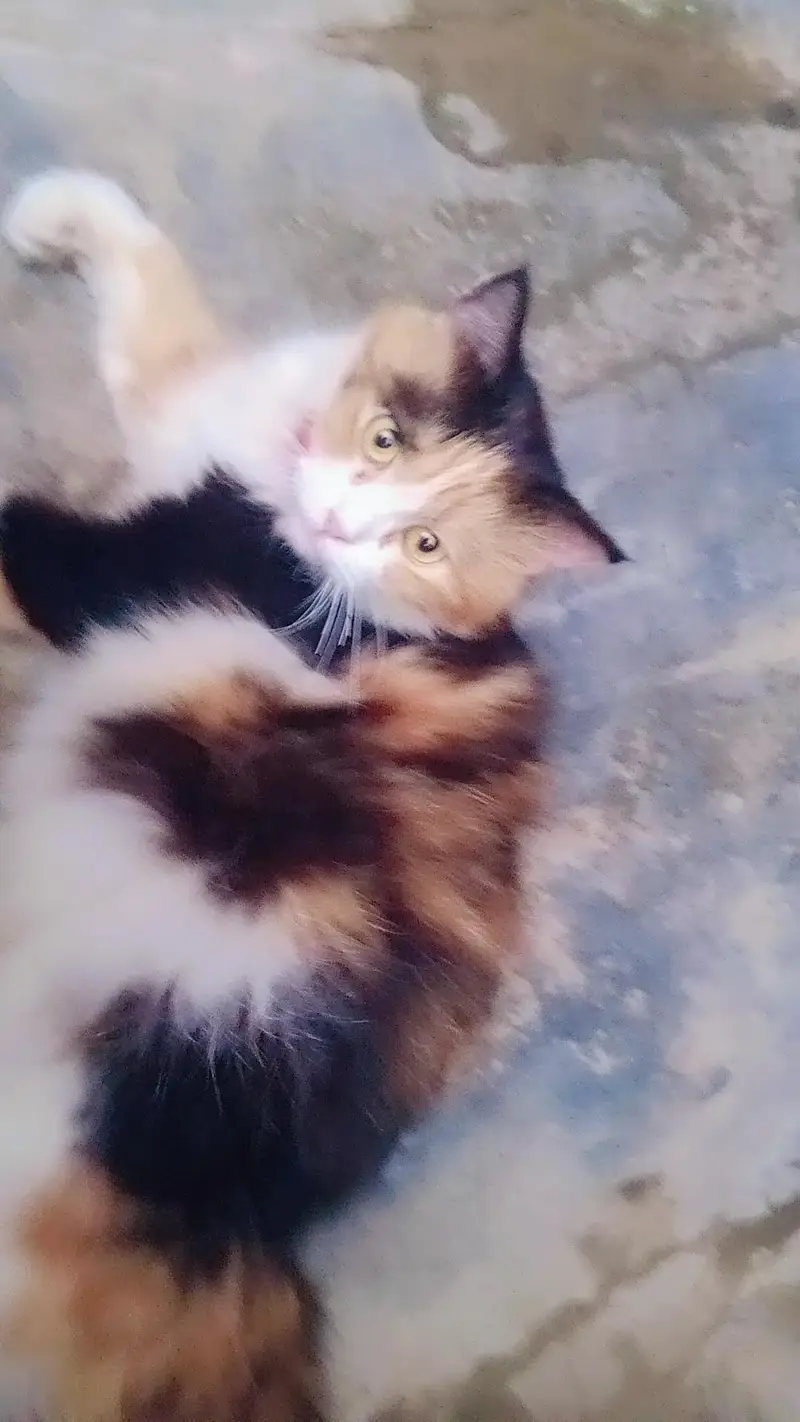 Persian — photo 3