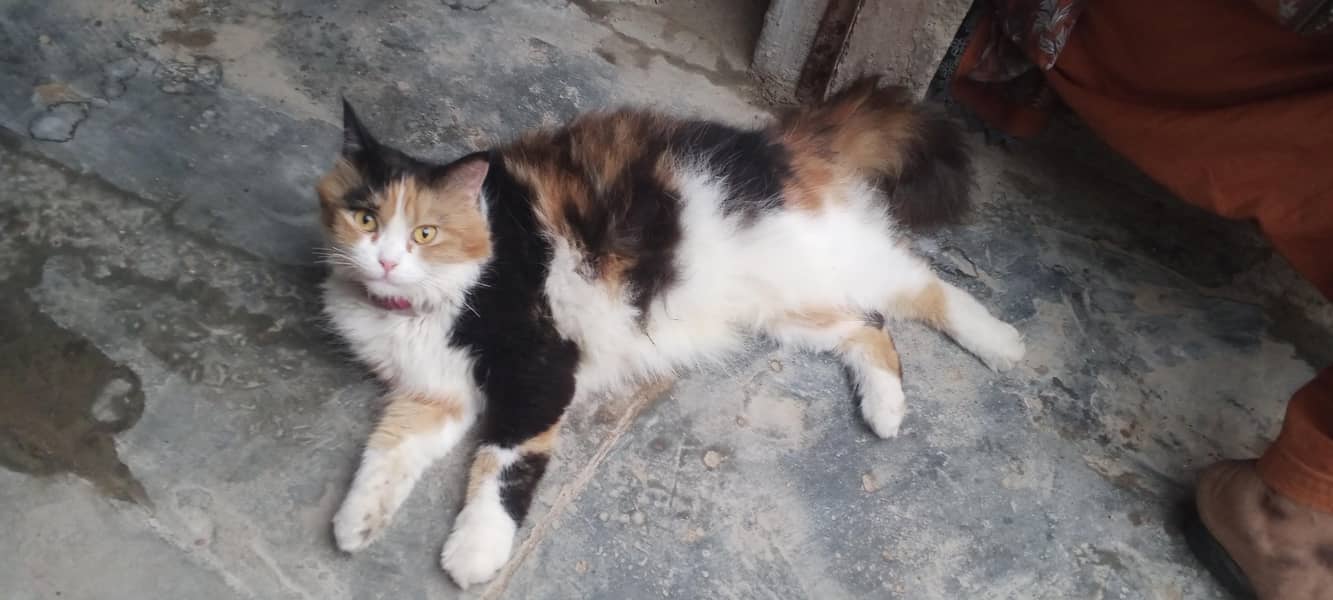 Persian 3