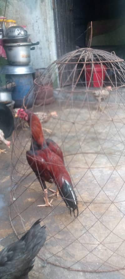 zero size murga for sale