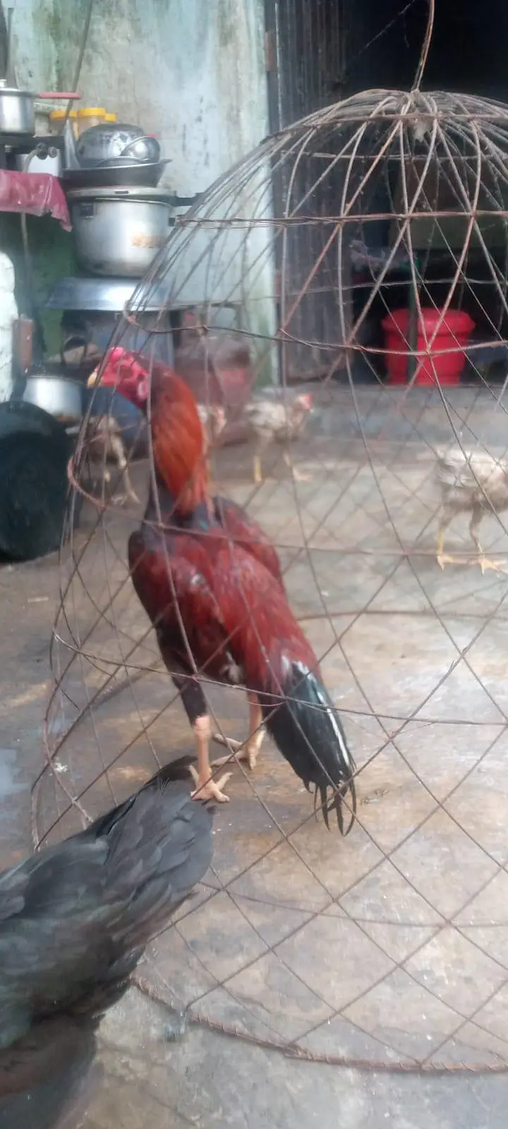 zero size murga for sale — photo 2