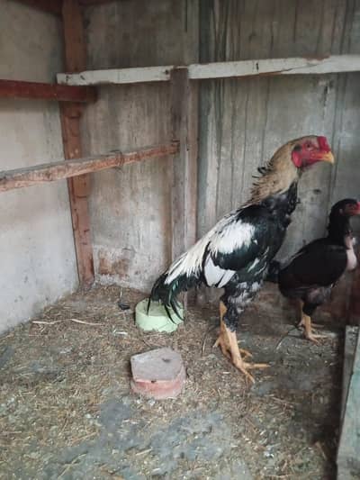 Aseel Java & Aseel Breed