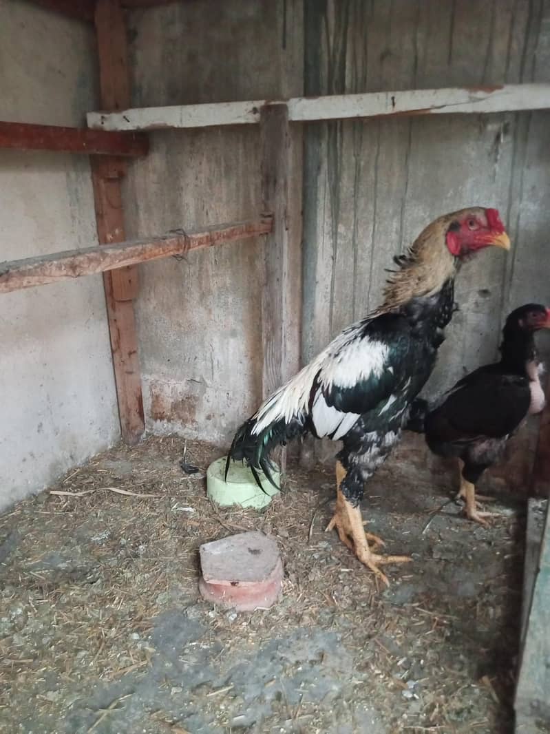 Aseel Java & Aseel Breed 0