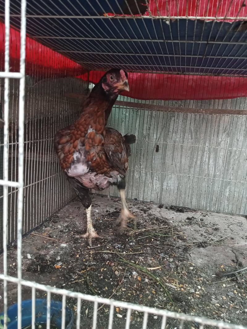 Aseel Java & Aseel Breed 3