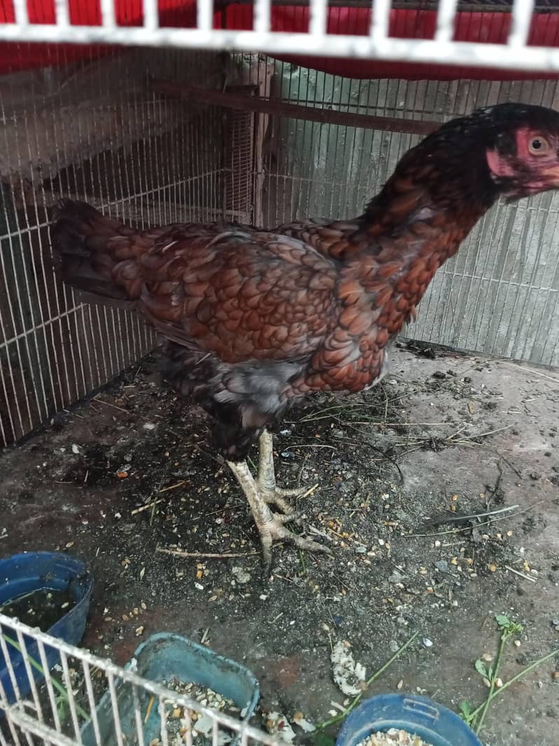 Aseel Java & Aseel Breed 4