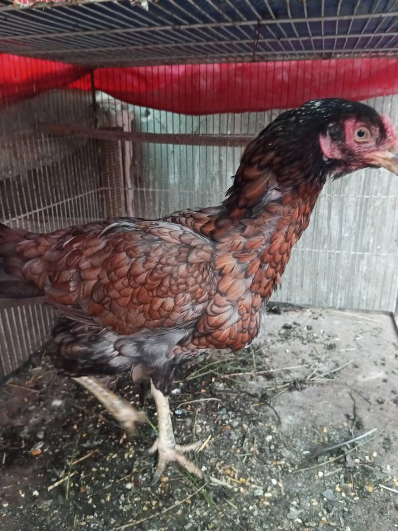 Aseel Java & Aseel Breed 5