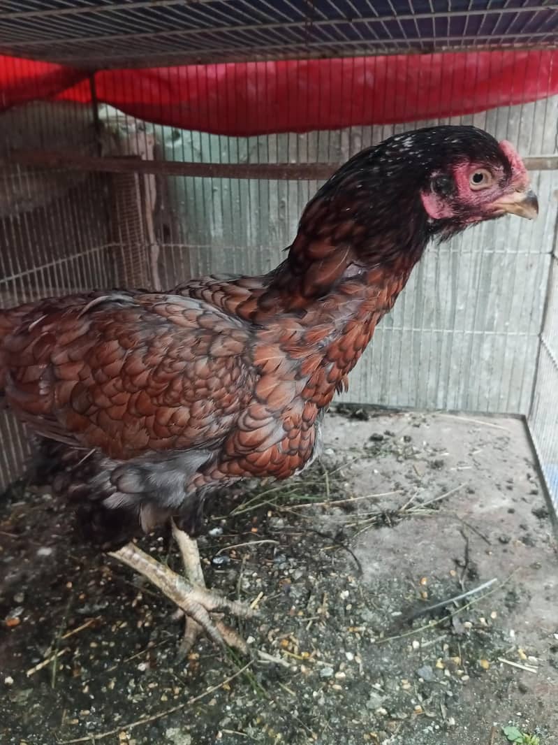 Aseel Java & Aseel Breed 6