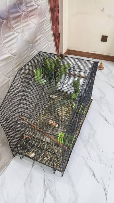 ringneck parrot breeder pear