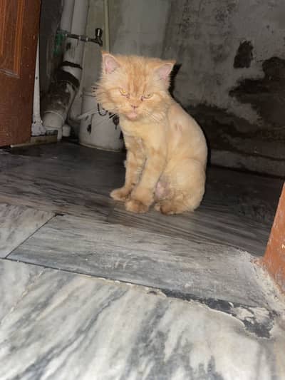 Persian Brown Cat