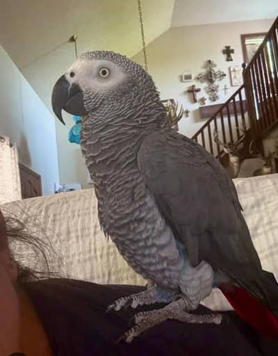 African Grey Tamed Male