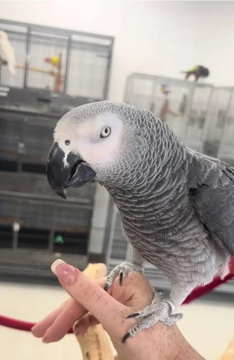 African Grey Tamed Male — photo 2