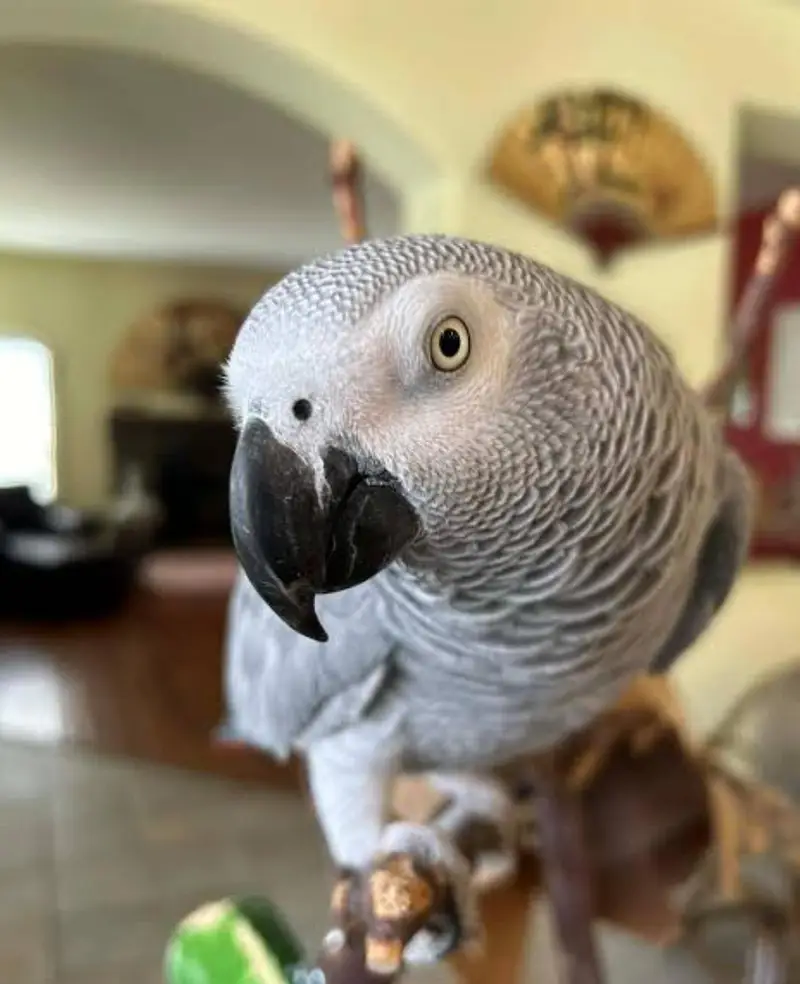 African Grey Tamed Male — photo 3
