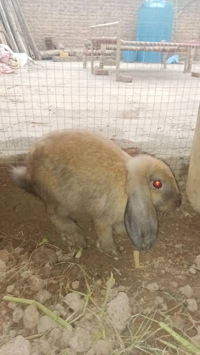 rabbits for sale