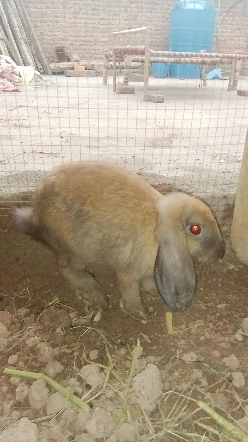 rabbits for sale