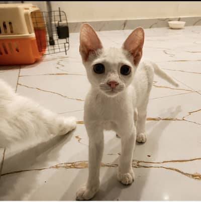 Kittens for Adoption